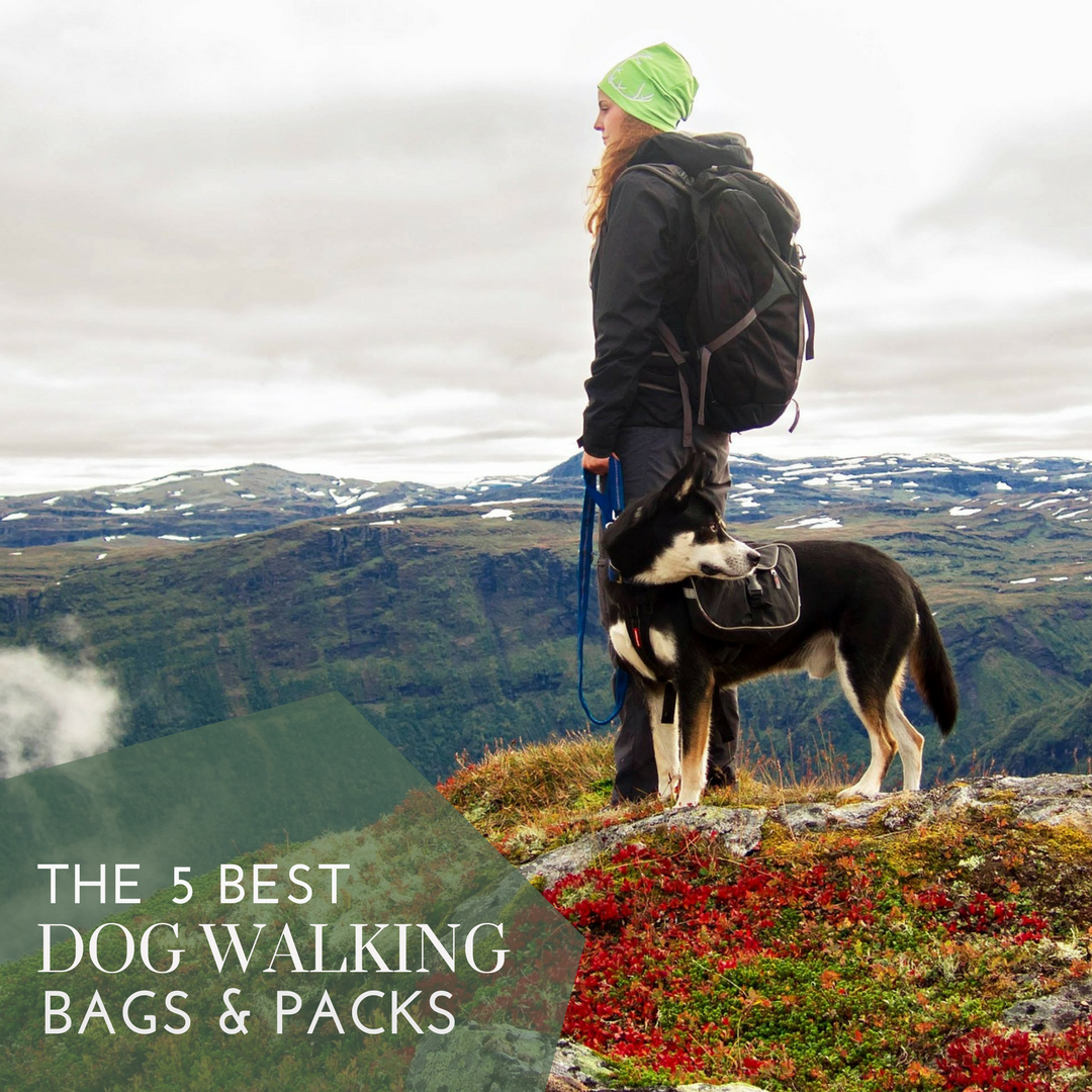 Bum Bag Hands Free Training Bag For Dog Walking Belt Bag Spoilt Rotten Pets BLACK Adventure Awaits Waist Bag