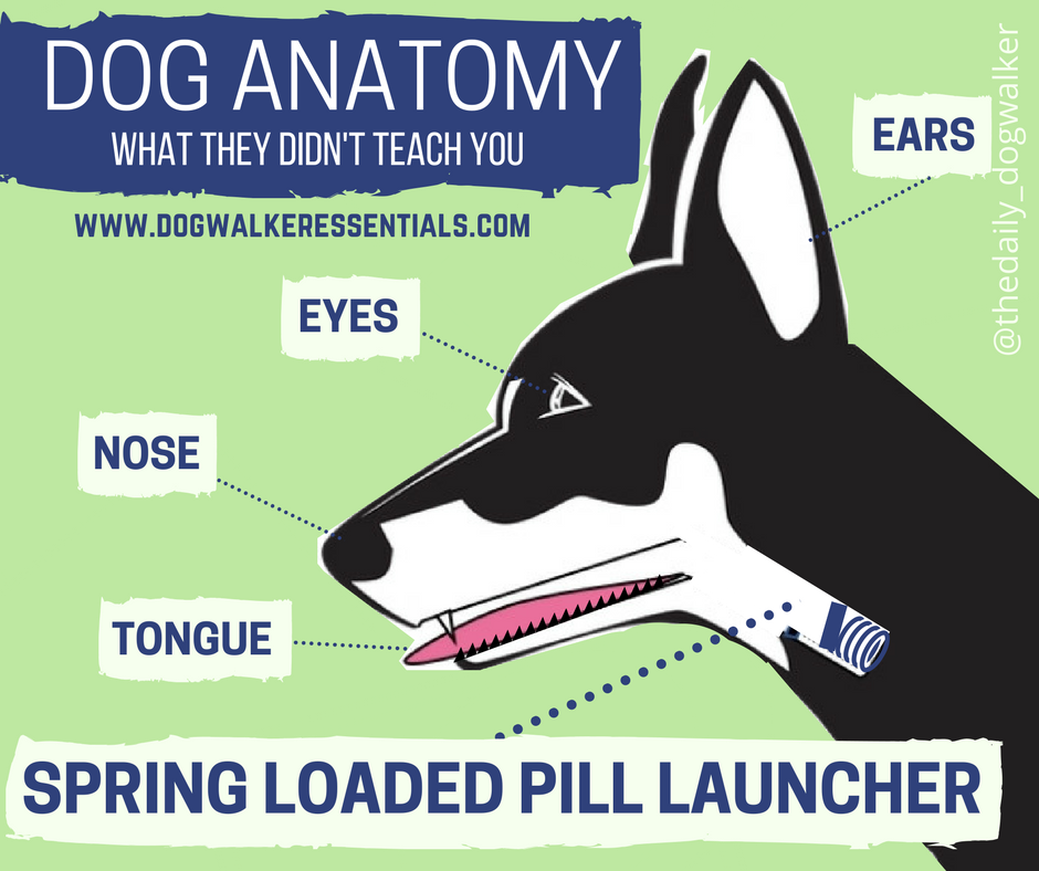 what to use to give dogs pills