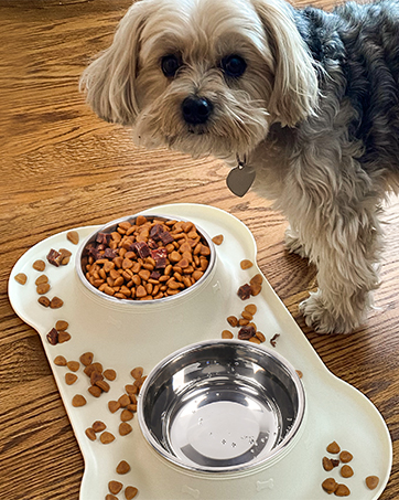 Dog Bowls  The Best Dog Bowls for Every Kind of Dog