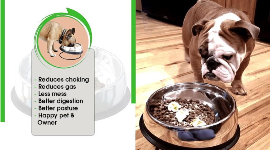 Choosing the Right Dog Bowl - zooplus Magazine