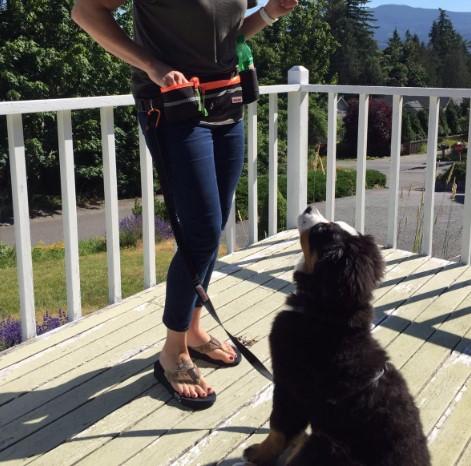 Fanny Pack with Two Sturdy Bottle Holders For Dog Walking